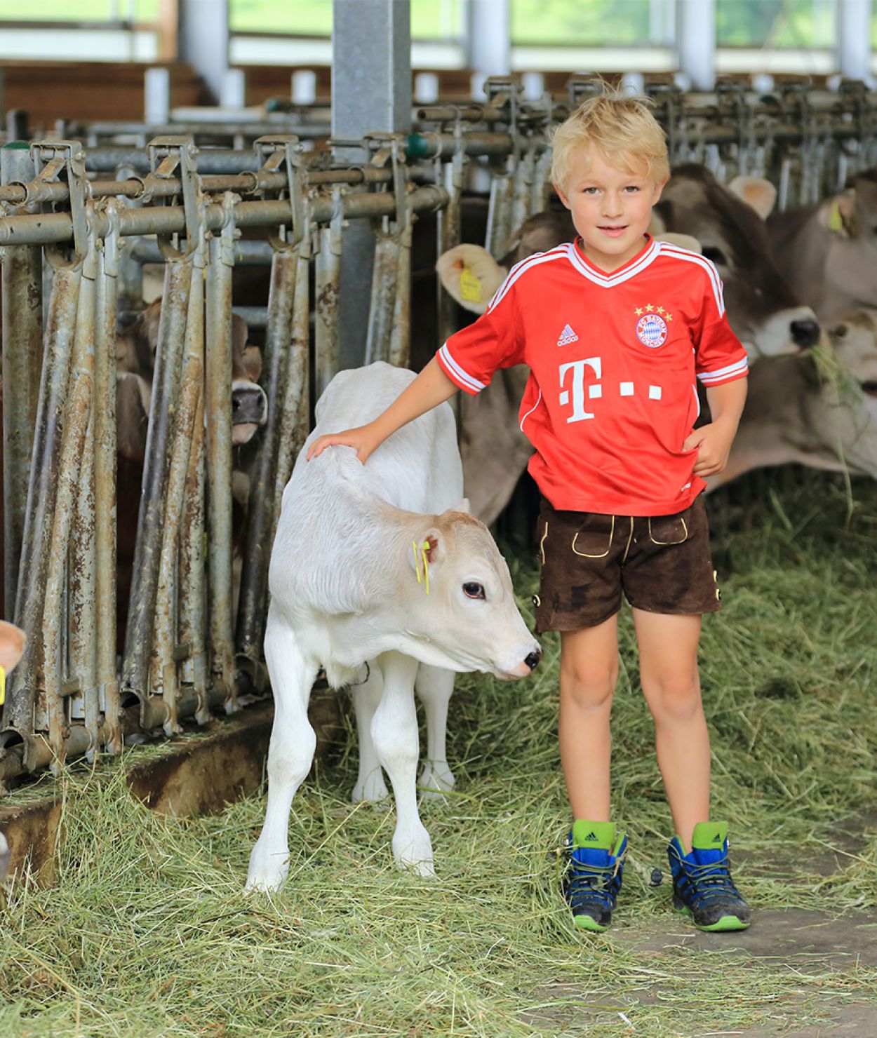Bub mit Kalb auf dem Ferienhof Bommer