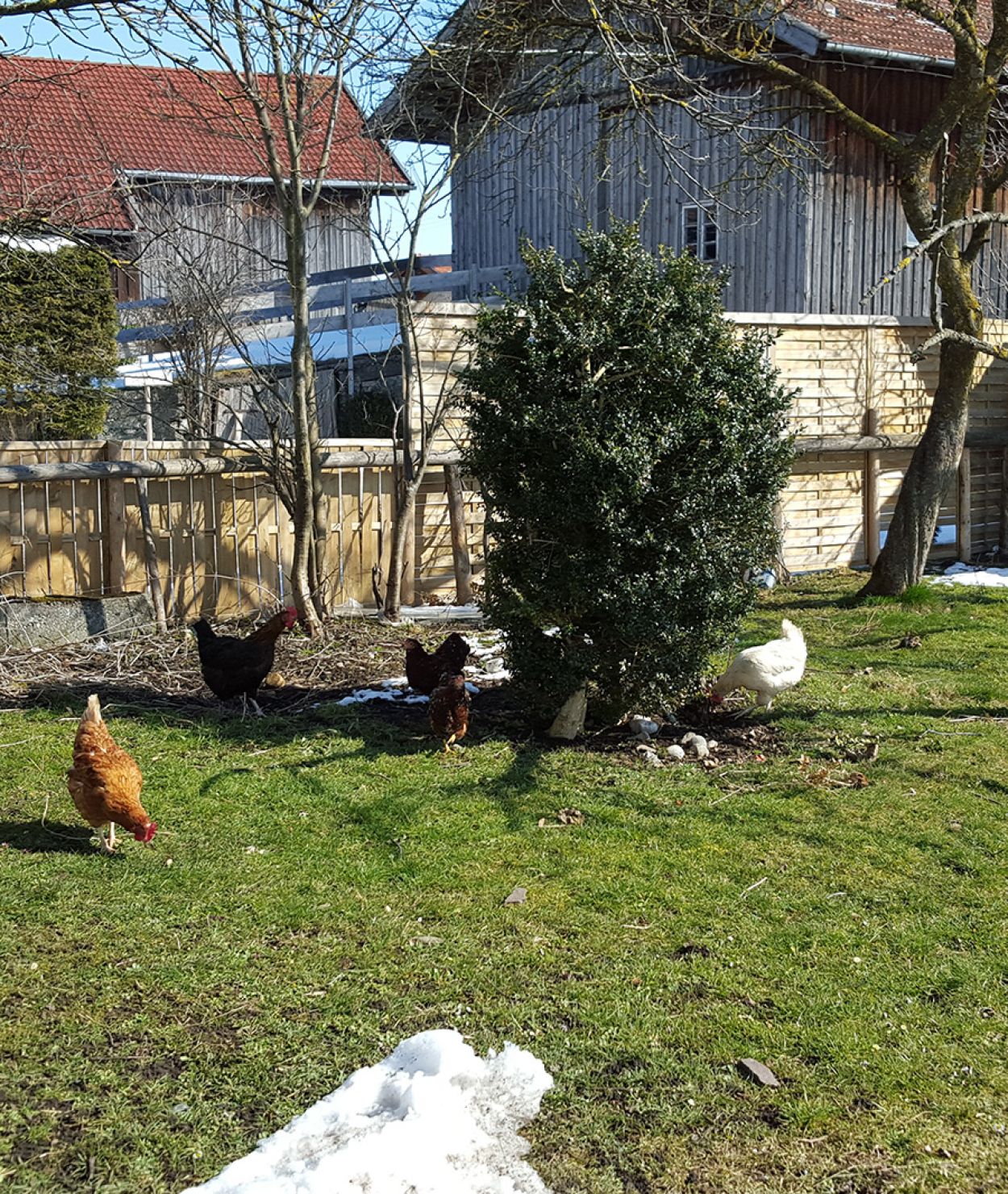 freilaufende Hühner auf dem Ferienhof Bommer