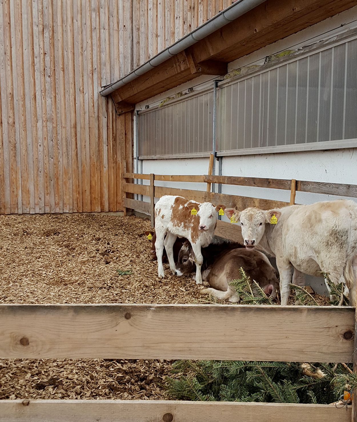 Kälber auf dem Ferienhof Bommer