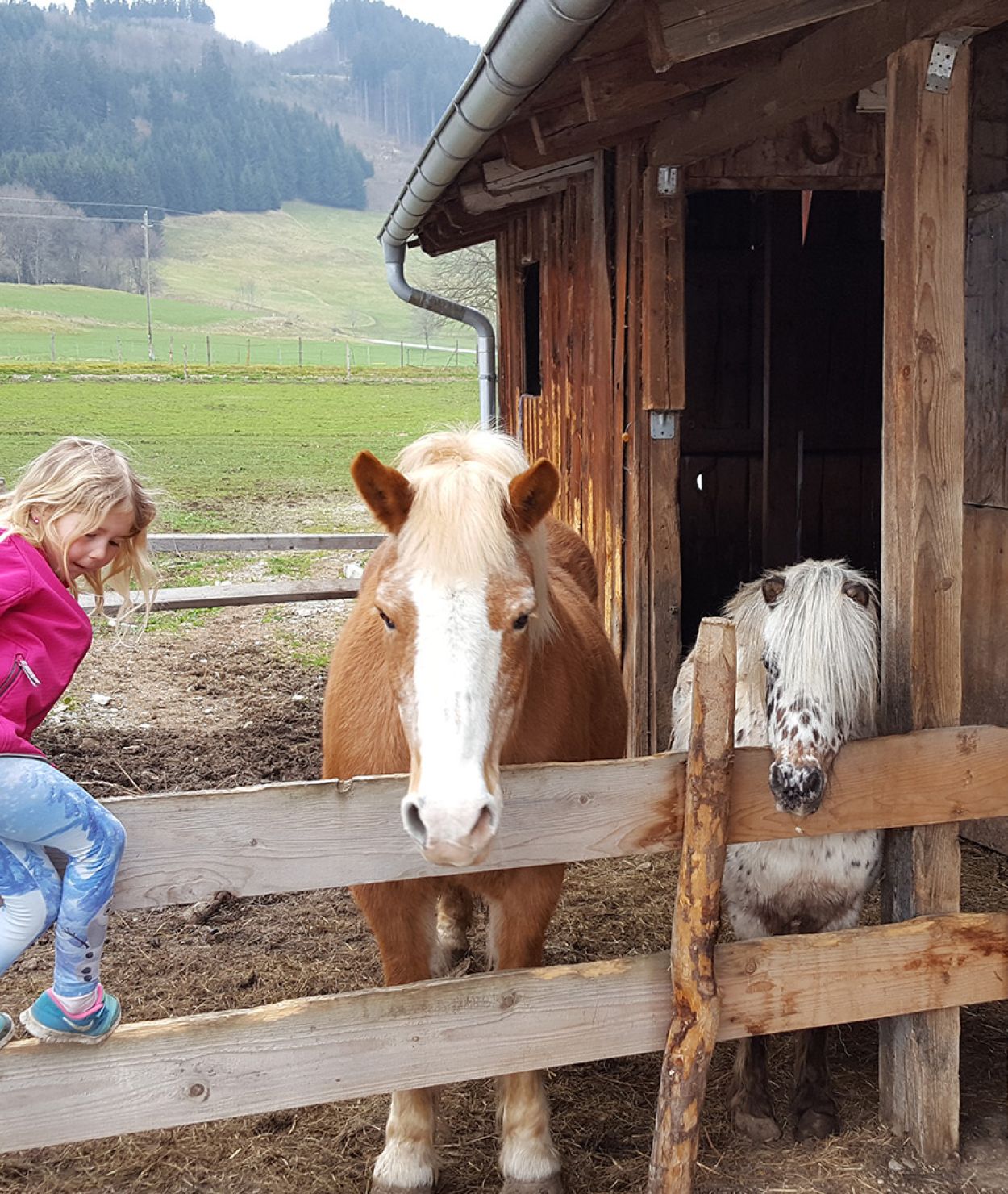 Pferd und Pony auf dem Ferienhof Bommer