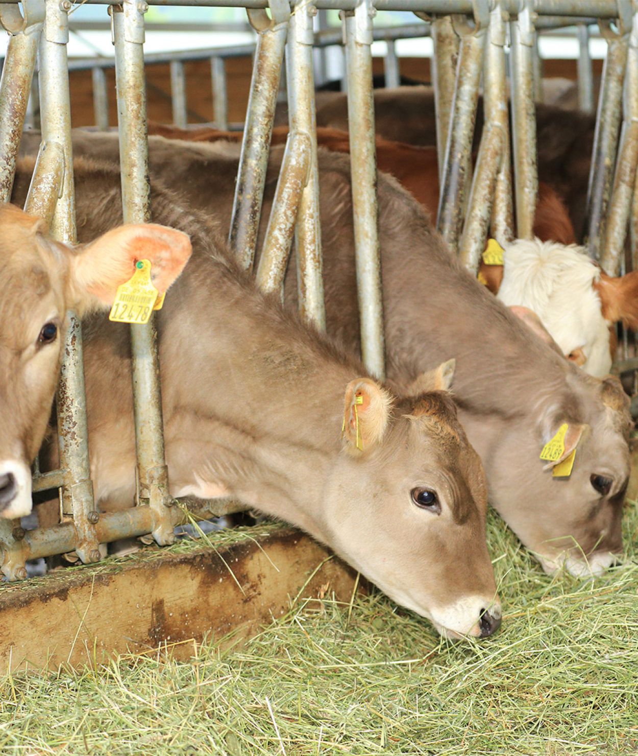 Kühe im Stall auf dem Ferienhof Bommer