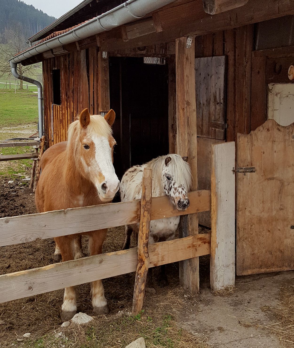 Pferd und Pony auf dem Ferienhof Bommer