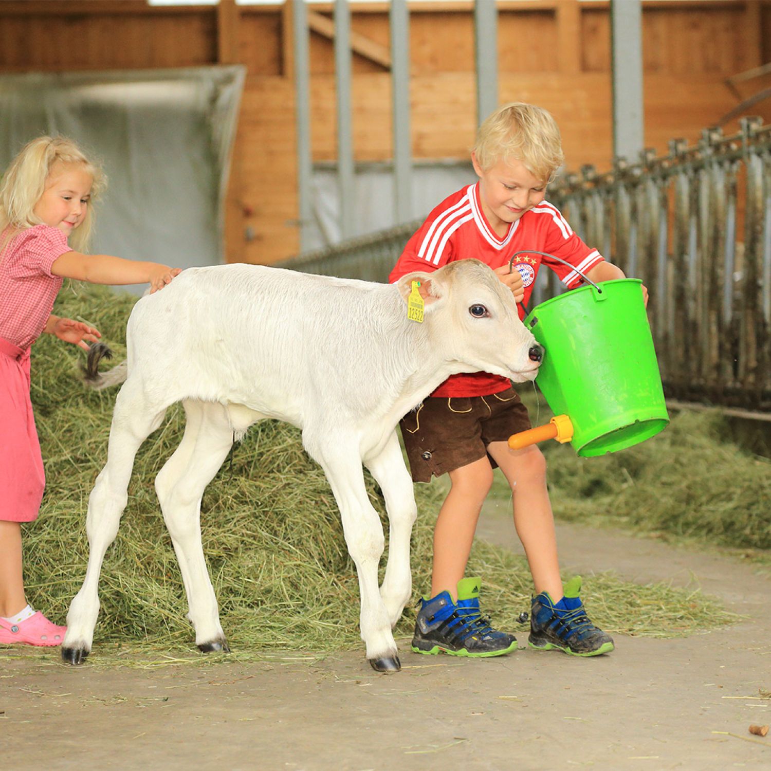 Kinder mit Kälbchen, Ferienhof Bommer